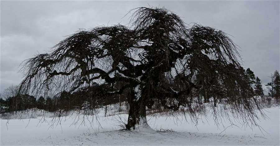 Alm på Heimarnæs vinter foto-Dag-Henriksen