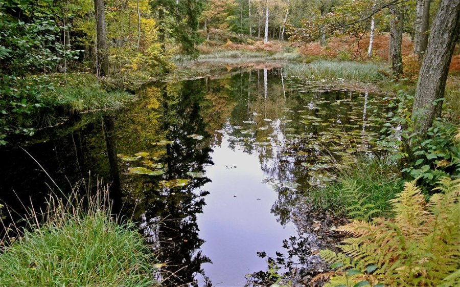 Dammen i Heimarneæsskogen Foto-Dag-Henriksen
