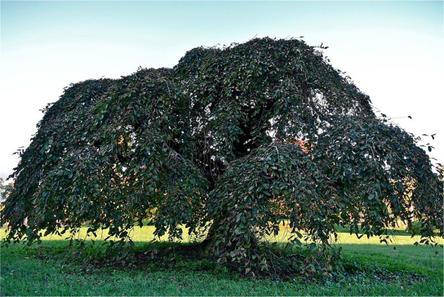 Treet På Heimarnæs Foto: Dag Henriksen